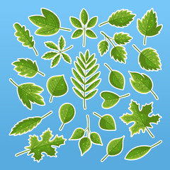 Set of vector illustrations of various green leaves with bright coloring. Green leaf icons