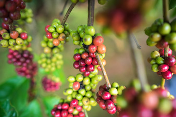 Coffee beans on tree