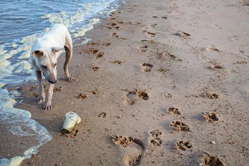 White thai dog looking used plastic glass on  Dirty Sea foam or Whipping cream ocean, Pollution of environment