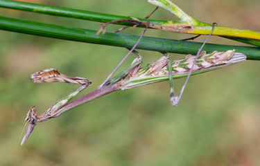 Conehead mantis (Empusa pennata) Female