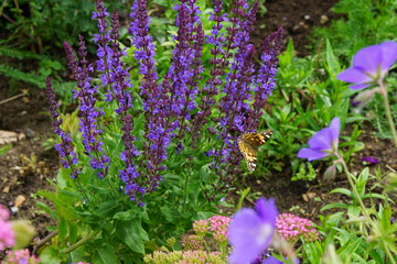Small Tortoiseshell Butterfly on salvia