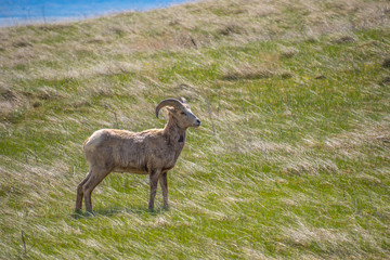 Obraz premium A female Bighorn Sheep in the field of Badlands National Park, South Dakota