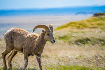 A female Bighorn Sheep in the field of Badlands National Park, South Dakota