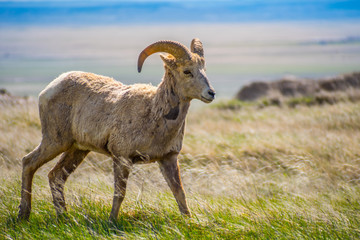 A female Bighorn Sheep in the field of Badlands National Park, South Dakota