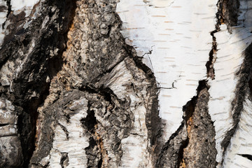 tree bark texture