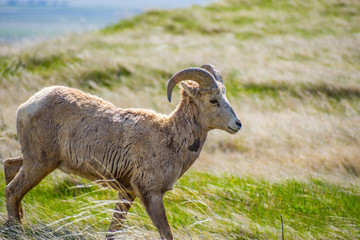 Obraz premium A female Bighorn Sheep in the field of Badlands National Park, South Dakota