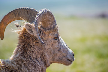 A female Bighorn Sheep in the field of Badlands National Park, South Dakota