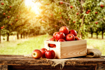 Fresh red apples on wooden board and blurred background of trees. Autumn time 