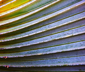  Leaves palmate branch. Excellent texture. Background.    