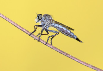 Rober fly,diptera asilidae,Kurzenkoiellus sp.
