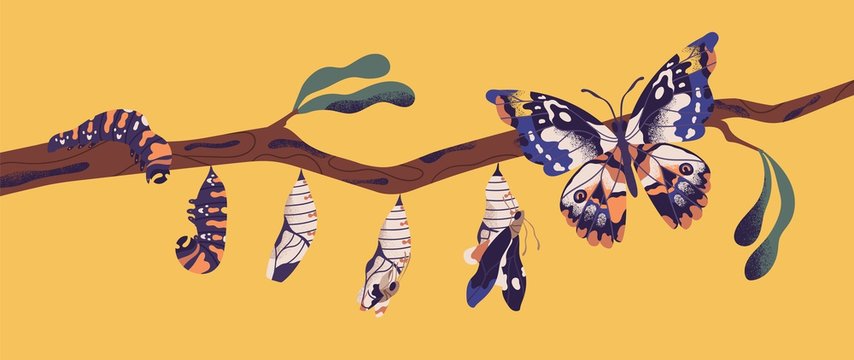 Butterfly life cycle - caterpillar, larva, pupa, imago eclosion. Stages of metamorphosis, growth and transformation process of winged insect on tree branch. Flat cartoon colorful vector illustration.