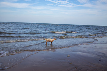 White thai dog standing on the beach, thailand
