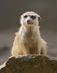 meerkat on guard with bokeh background