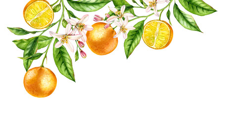 Orange fruit branch corner composition. Realistic botanical watercolor illustration with citrus tree and flowers, hand drawn isolated floral design on white.