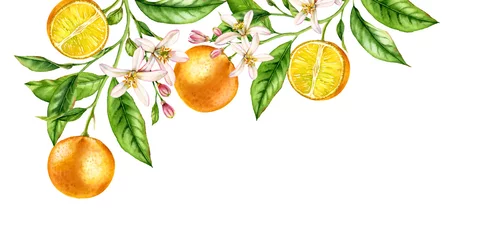 Foto op Plexiglas Orange fruit branch corner composition. Realistic botanical watercolor illustration with citrus tree and flowers, hand drawn isolated floral design on white. © Katerina Kolberg