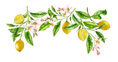 Lemon fruit branch frame composition. Realistic botanical watercolor illustration with citrus tree and flowers, hand drawn isolated floral design on white