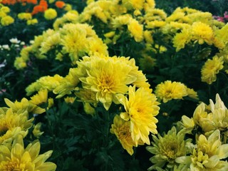 Yellow Flowers