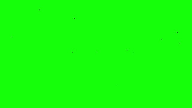 A flock of fast black birds flies from right to left against a green background Chromakey green screen footge