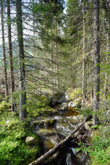 Fototapeta premium River in forest