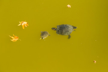 Obraz premium turtles in a pond