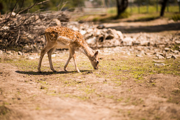 Cute spotted fallow baby deer in summer forest