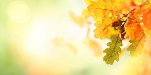 Autumn yellow leaves  of oak tree in autumn park. Fall background with leaves. Beautiful autumn landscape. - obrazy, fototapety, plakaty