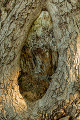 Big knot in the trunk of an oak.