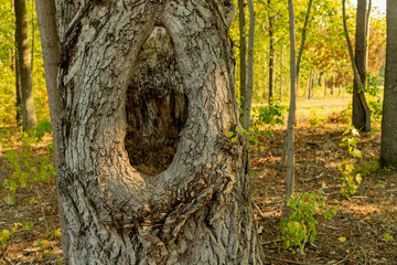 Big knot in the trunk of an oak.