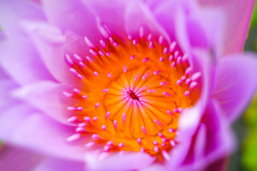 Beautiful purple lotus flower close up