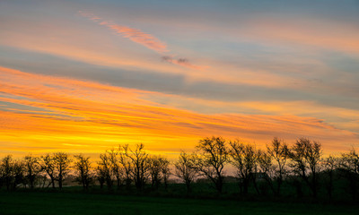 landscape with black and naked tree silhouettes against the sunrise sky