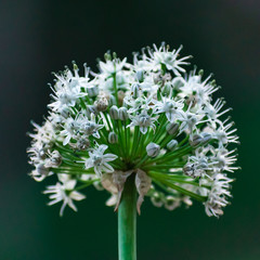 Close up of a white onion plant tiny flowers and petals with dark green background.