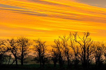 Fototapeta na wymiar landscape with black and naked tree silhouettes against the sunrise sky
