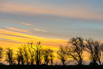 landscape with black and naked tree silhouettes against the sunrise sky