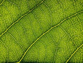 Background image of a leaf of a tree close up