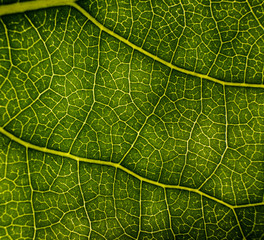 Background image of a leaf of a tree close up