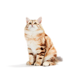 Siberian cat, a kitten sitting and looking up. Isolated