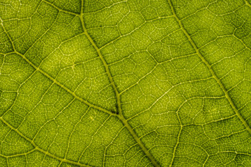 Background image of a leaf of a tree close up