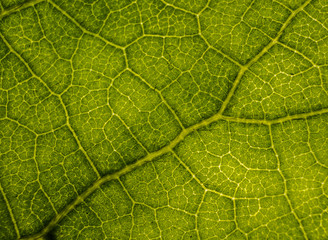 Background image of a leaf of a tree close up