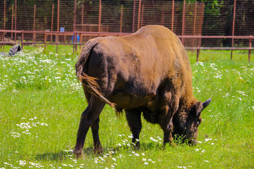 European bison, European bison, summer herbivore, animals. © Dzmitry