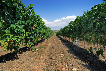 Fototapeta na wymiar Wine estate vineyard plantation system with grape vines and plants rows. Plantation with green grapes on trellis formation, used for viticulture vineyard production in Chalkidiki Peninsula, Greece.