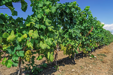 Fototapeta na wymiar Wine estate vineyard plantation system with grape vines and plants rows. Plantation with green grapes on trellis formation, used for viticulture vineyard production in Chalkidiki Peninsula, Greece.