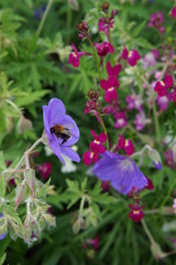 Bee on geranium