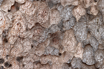 Tree bark background. Close up tree skin with brown and grey color.