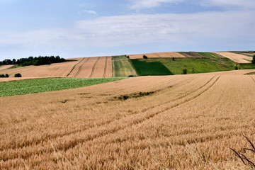 Poranne letnie słońce oświetla  pola dojrzewających zbóż  w krajobrazie wiejskim © JDziedzic