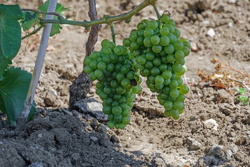 Wine estate vineyard plantation system with grape vines and plants rows. Plantation with green grapes on trellis formation, used for viticulture vineyard production in Chalkidiki Peninsula, Greece.