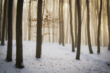 sunset light in a forest with snow in winter