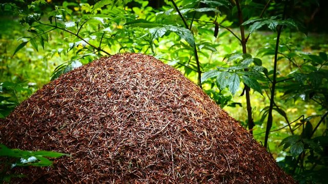 large anthill in a green wet forest, continuous movement