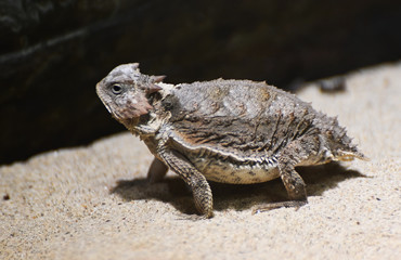 a horned lizard looks for a prey