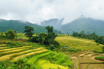 Terraced rice field landscape in harvesting season in Y Ty, Bat Xat district, Lao Cai, north Vietnam