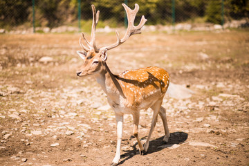 Cute spotted fallow deer is ruminant mammal belonging to the family Cervidae. Fallow deer in summer forest